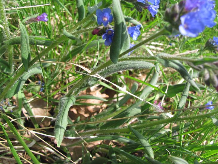 Pulmonaria australis